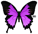 Butterfly - Purple 2
