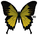 Butterfly - Yellow